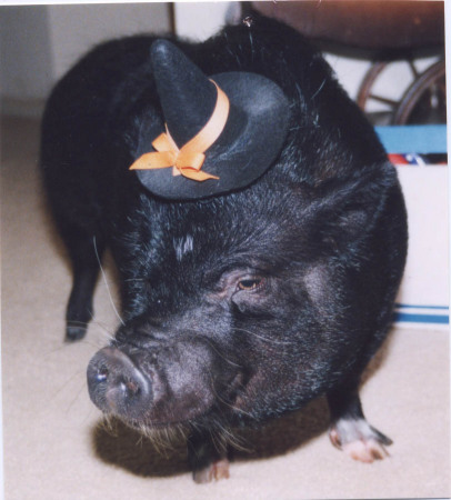 my Chinese pot-bellied pig, Chelsea