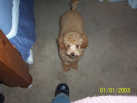 MY TOY POODLE