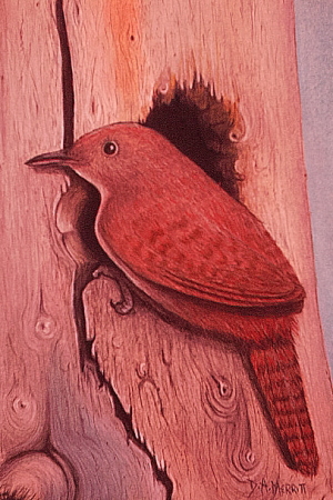 House Wren On A Pine Knothole