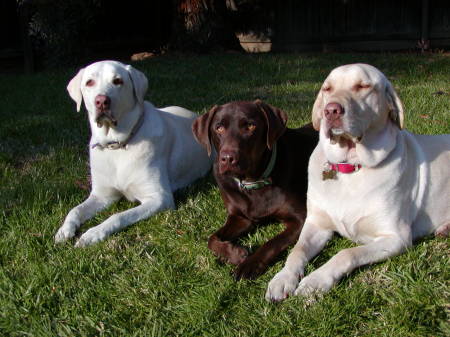Sidney and Baxter (left and middle)