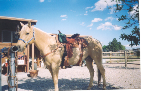 AQHA gelding, Jake my loving companion