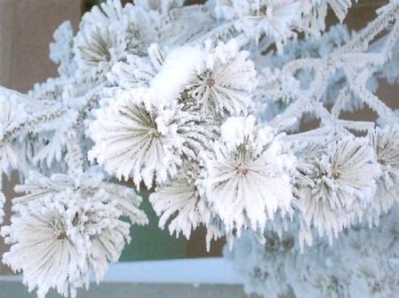 -45 C  even the trees froze