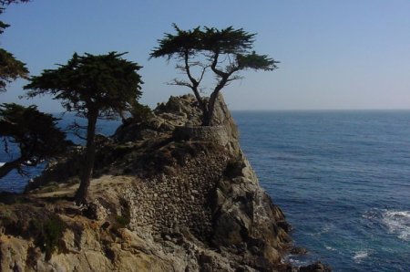 Lone Cypress