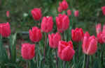 TULIPS.........my favorite flower in the world.