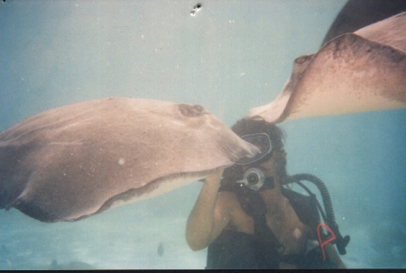 Aruba - stingray.