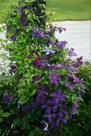 clematis