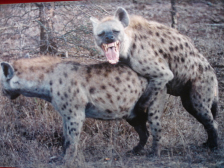 spotted hyenas in africa - funniest shot ever!
