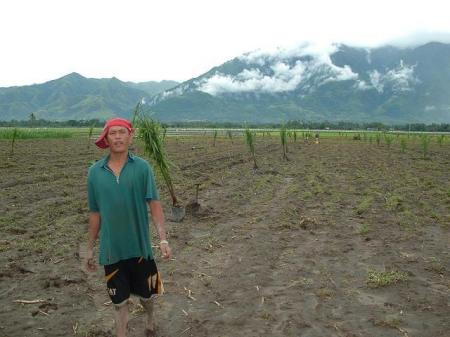 One of my labors at work putting in Palms