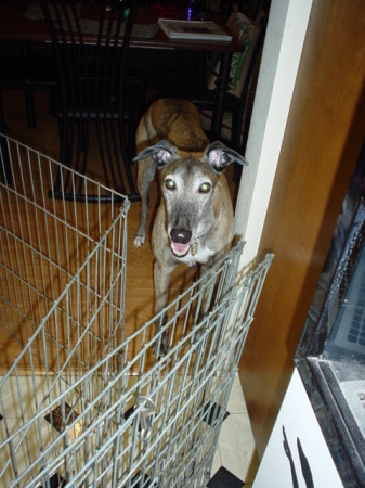 Dingo 2004