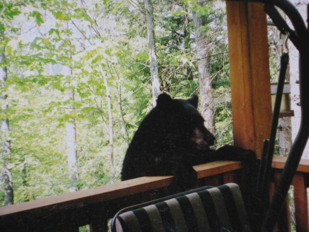a northwoods visitor