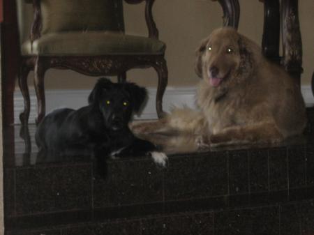 Willie (the big one, ours) & Nala (grandpuppy)