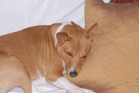 one of my Basenji's