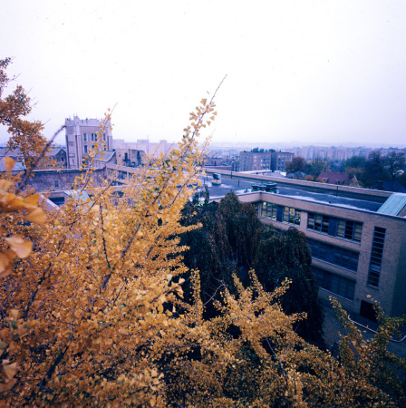 Gingko tree overlooking FHS from November 1976