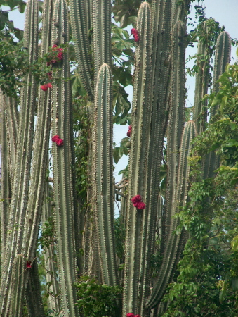 Caribean fauna