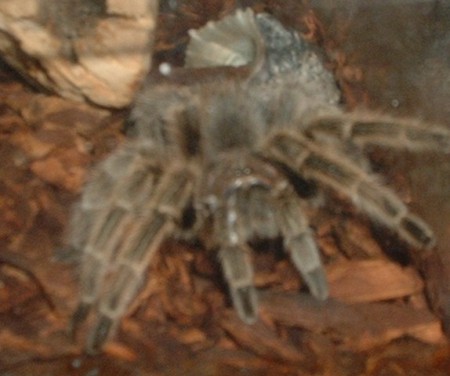 one of my tarantulas