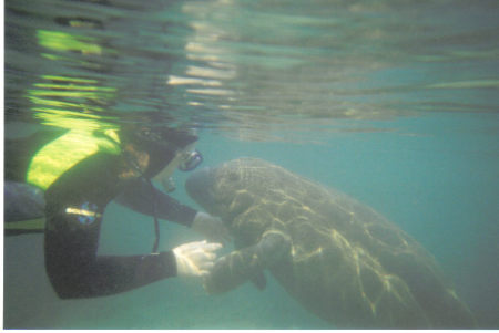 Manatee