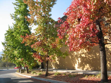 Oakhurst Autumn leaves