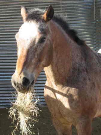My Horse "Paco"