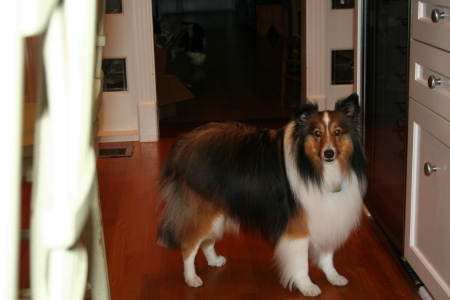 Spencer the Sheltie