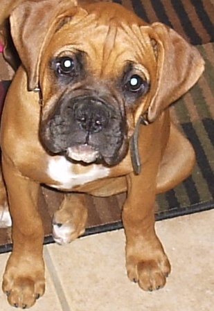butch the boxer