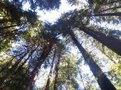 Muir Woods, Northern CA