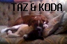 My jack russell terror Koda and Taz my boxer asleep on the couch.