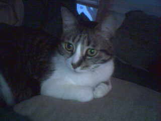 My "baby"---my 11 yr. old cat Buster