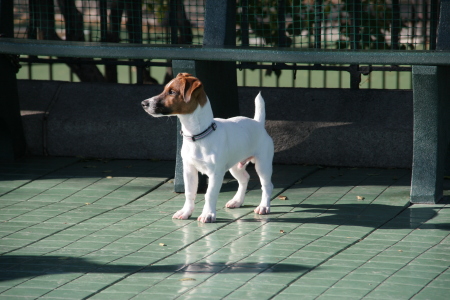Prince, our 10 month old Jack Russell