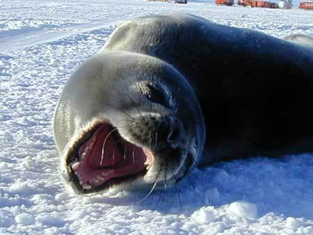 Friend on the ice