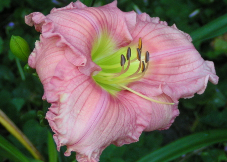 My Daylily....