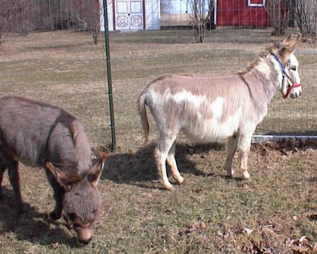 mini donkeys