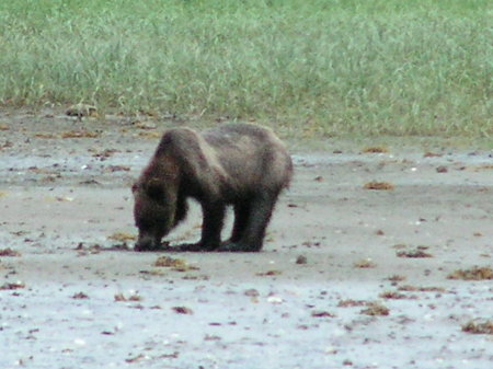 Brown Bear