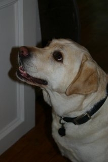 Hailey our Yellow Lab