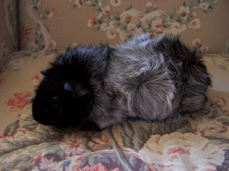 Abbysinian Guinea Pigs