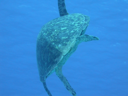 Turtle in Flight