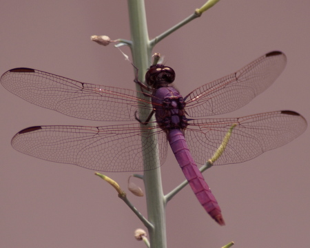 Dragonfly