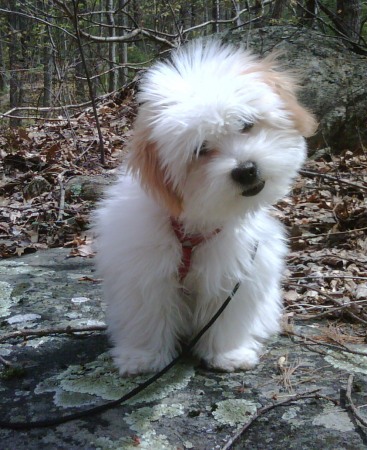 Kooper (Coton de Tulear)