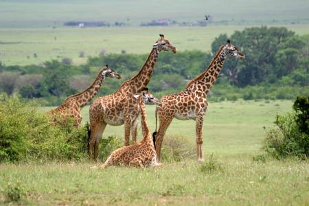 Masai Mara, Kenya Africa