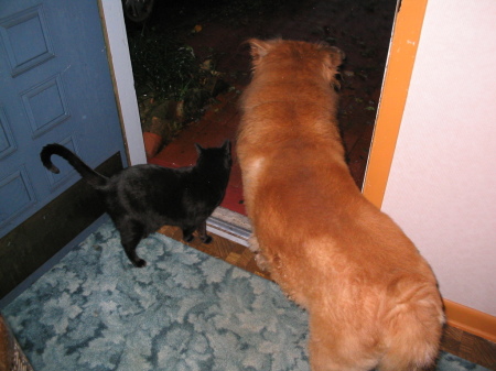 Watching the storm