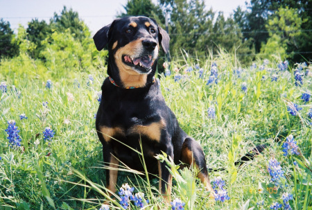 Mollie Mae in the Texas bluebonnets