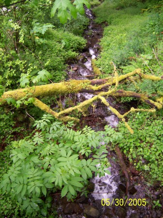 Multonomah Falls, OR