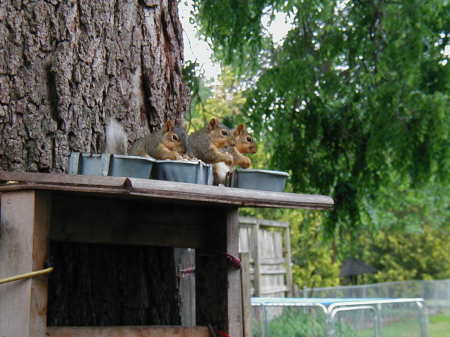 Red Fox Squirrels