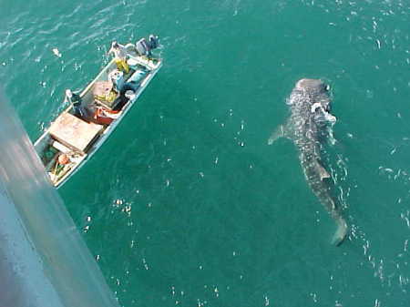 Now this is a fishing story - Bay of Campeche, Mexico