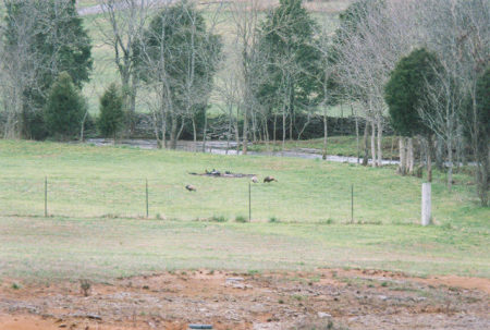 Our backyard creek w/wild turkeys