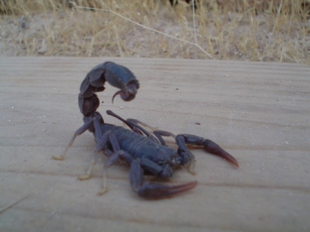 Typical Iraq Scorpian