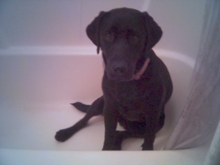 Belle in the tub