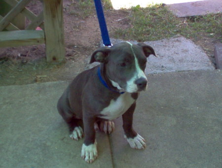 Our Dog     "BLU"