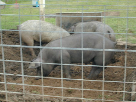 More of Billy's 4H hogs