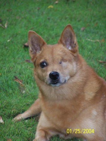One eyed dingo dog
