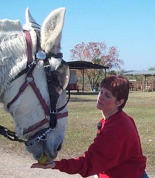 Reuben the Great White Mule